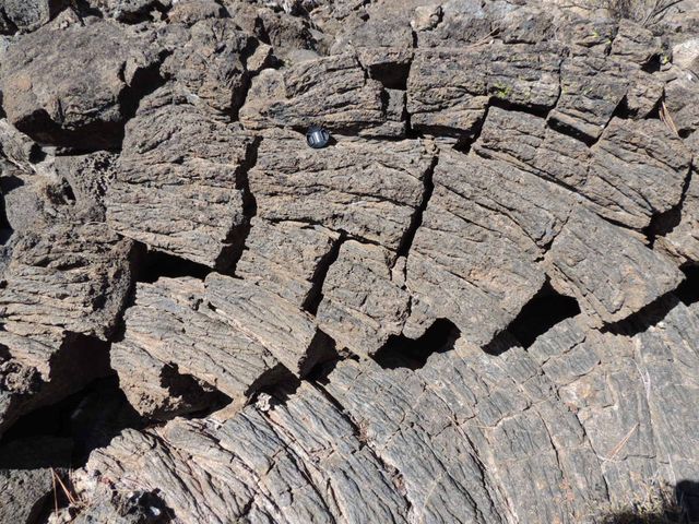 Pahoehoe