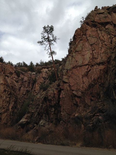 Tree on Precambrian gneiss (Box Canyon)