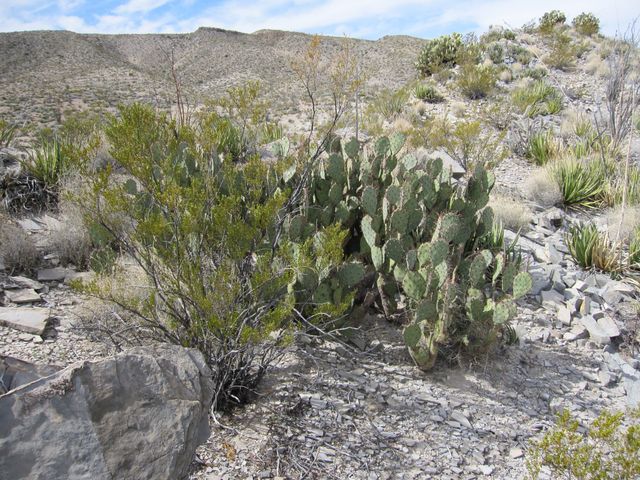 The map area